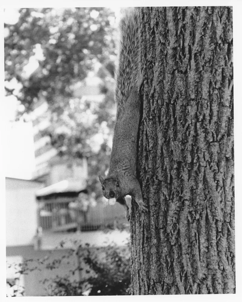 Caught in the act shot on Ilford HP5 Plus 400 with a Minolta Dynax 7, developed at Home / Self-Developed, by Luc Béliveau