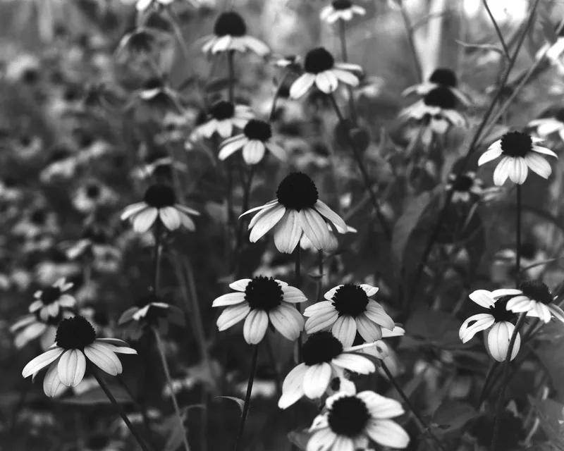 Yellow Flowers shot on Ilford HP5 Plus 400 with a Graflex Crown Graphic, developed at Home / Self-Developed, by alexonkow