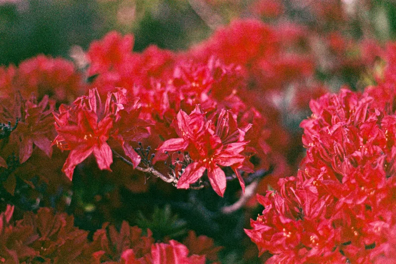 Flowers shot on Fujifilm Superia X-TRA 400 with a Nikon F601, developed at A&M Imaging, by Rodut2020
