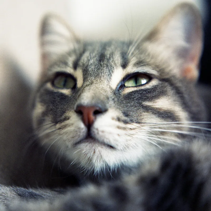 Eyecat shot on Cinestill 400D with a Rolleiflex 3.5, by MARCO PHOTOS