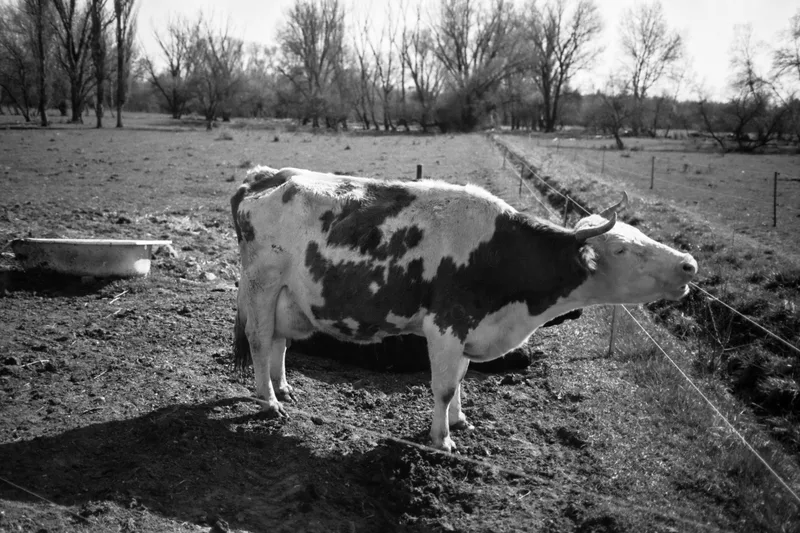 Film photo shot on Foma Fomapan 200 Creative with a Canon EOS 3000V, developed at Home / Self-Developed, by Endre