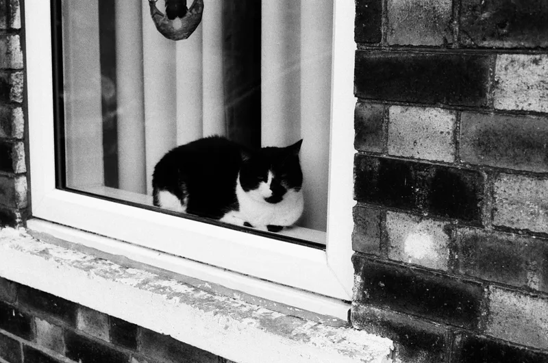Cat shot on Ilford HP5 Plus 400 with a Miranda MS-3, developed at Home / Self-Developed, by Meengamer
