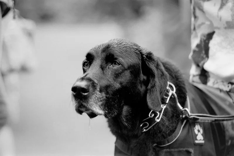 Slobber shot on Ilford HP5 Plus 400 with a Pentax Spotmatic II, developed at The Lab Vancouver, by Kryptexz