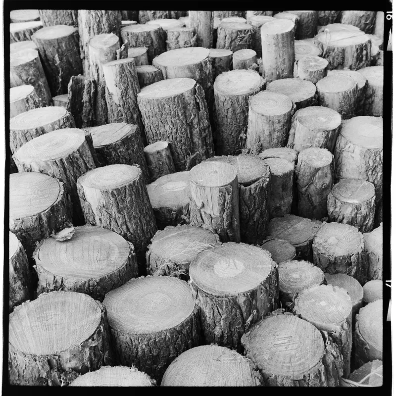 Film photo shot on Foma Fomapan 400 Action with a Zeiss Ikonnettar, developed at Home / Self-Developed, by Filmlovephotography