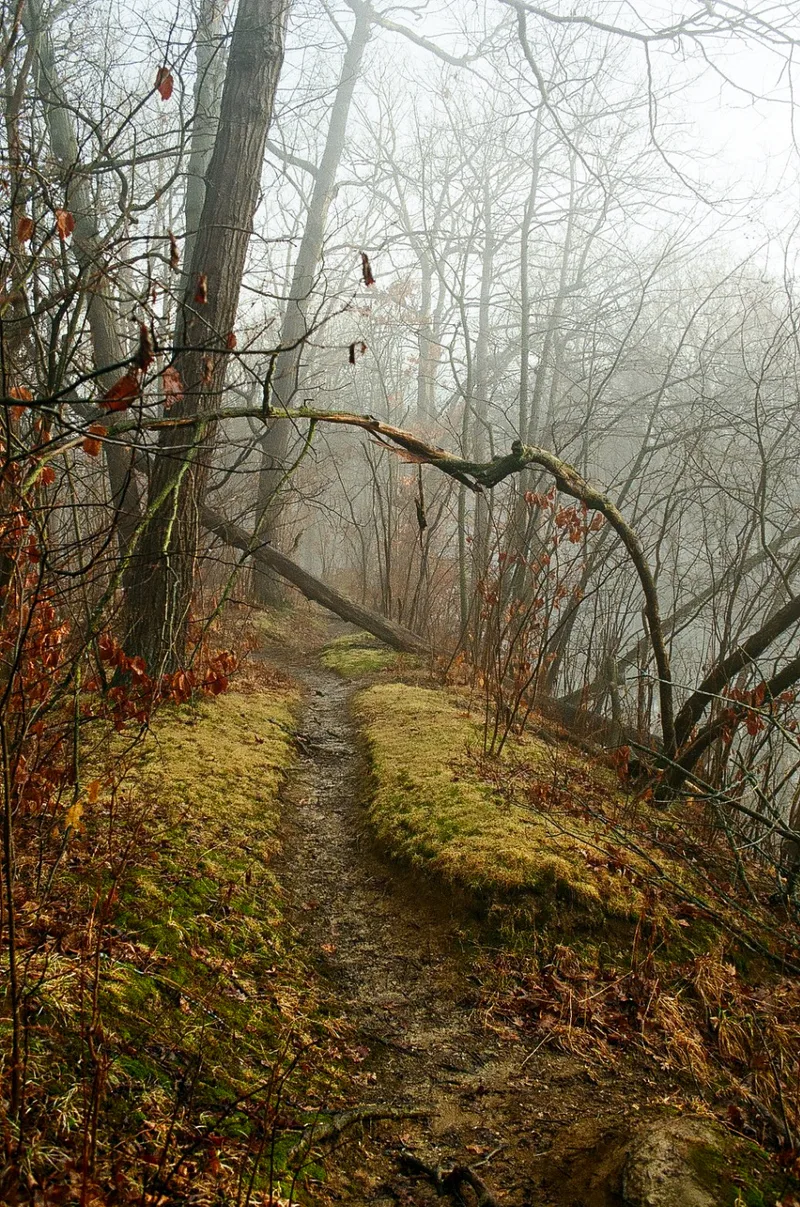 Foggy Forest Path shot on Kodak UltraMax 400 with a Nikon F5, developed at The DarkRoom, by Victor