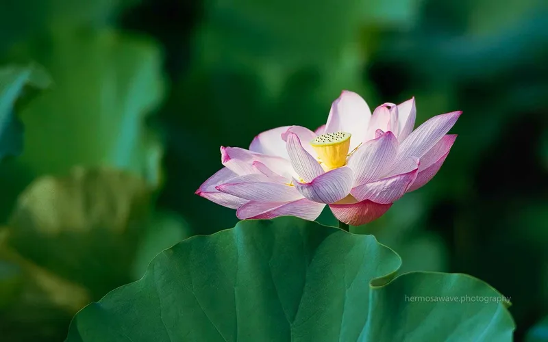 Pink Lotus・ハス shot on Kodak Portra 400 with a Nikon FM3A, developed at Foto House K / フォトハウスK, by Daniel Sofer