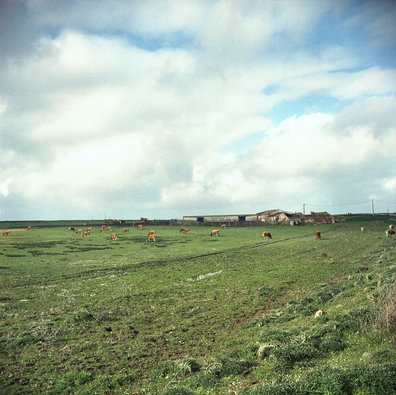 agriculture, algarve 2026 shot on Kodak Portra 400 with a Lubitel 166B, by betterthanshavinglegs