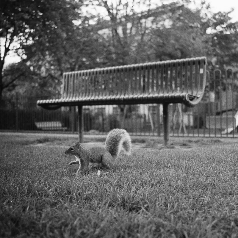 London Squirrel shot on Ilford HP5 Plus 400 with a Zenza Bronica ETR, developed at Bayeux, by Miguel Vicente
