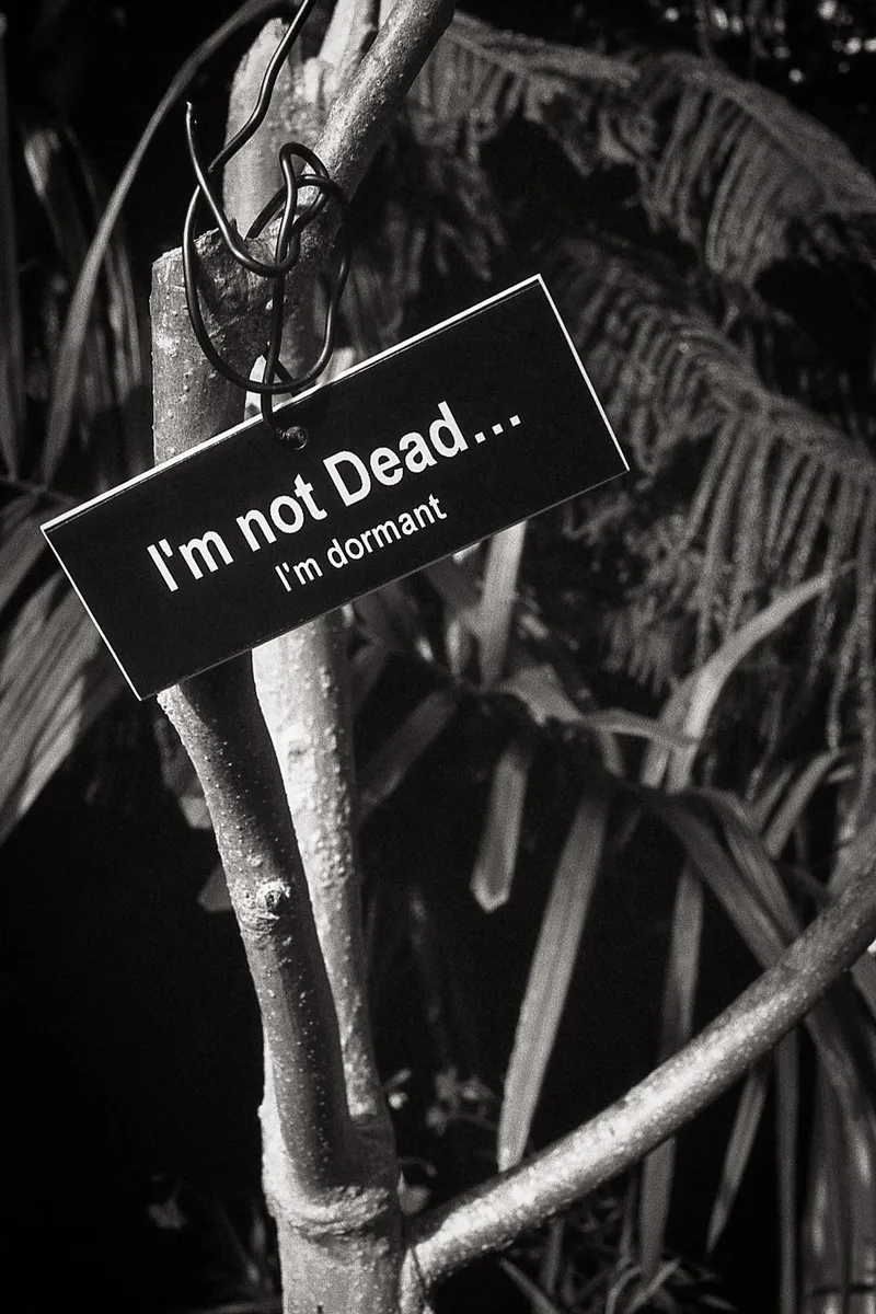 I'm Not Dead . . . shot on Arista EDU Ultra 200 with a Canon A-1, developed at Home / Self-Developed, by Chikubi