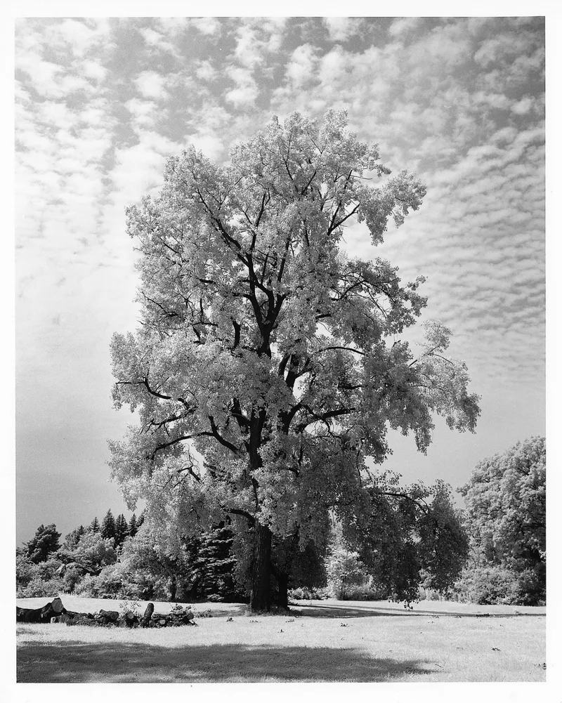 Tree shot on Rollei Infrared 400 with a Zenza Bronica ETRSi, developed at Home / Self-Developed, by Luc Béliveau