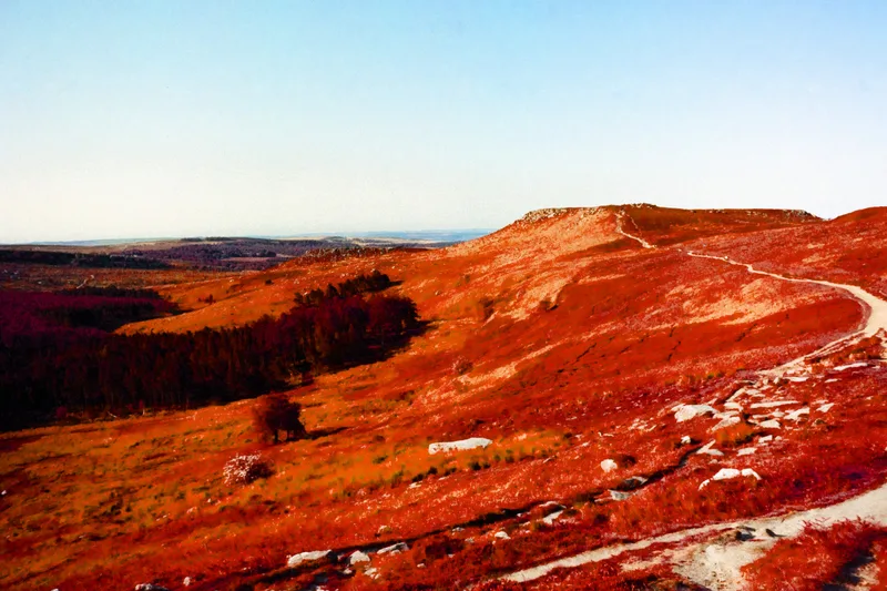 The Red Weed, Mars shot on Harman Switch Azure with a Pentax MX, by ant