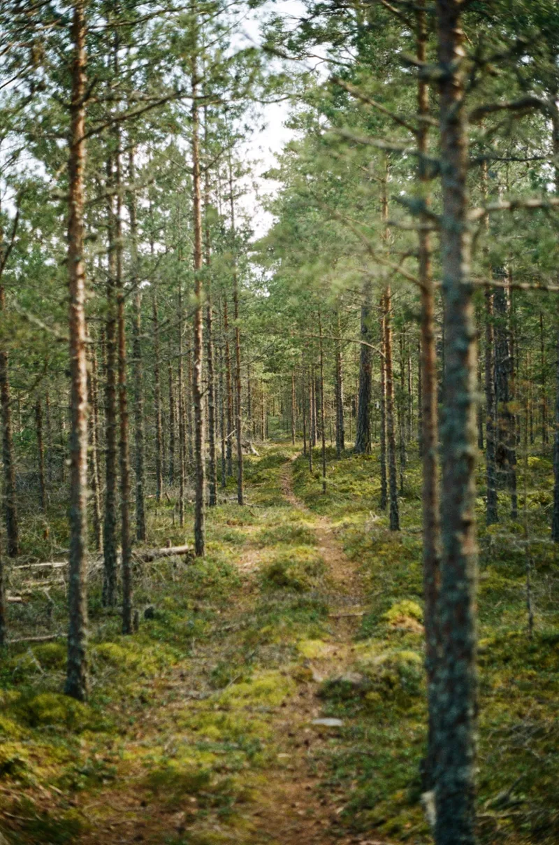 Forest shot on Kodak KODACOLOR with a Olympus OM-1, developed at Khrome, by Lasse