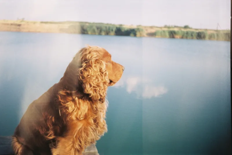 Film photo shot on Fujifilm FujiColor C200 with a Smena 8M, by Oriana
