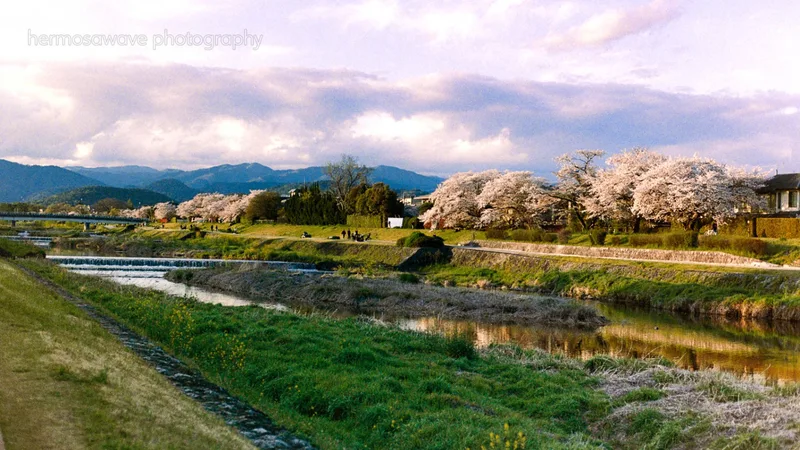 Kamogawa River・賀茂川 shot on Kodak Portra 800 with a Nikon FM3A, developed at Foto House K / フォトハウスK, by Daniel Sofer