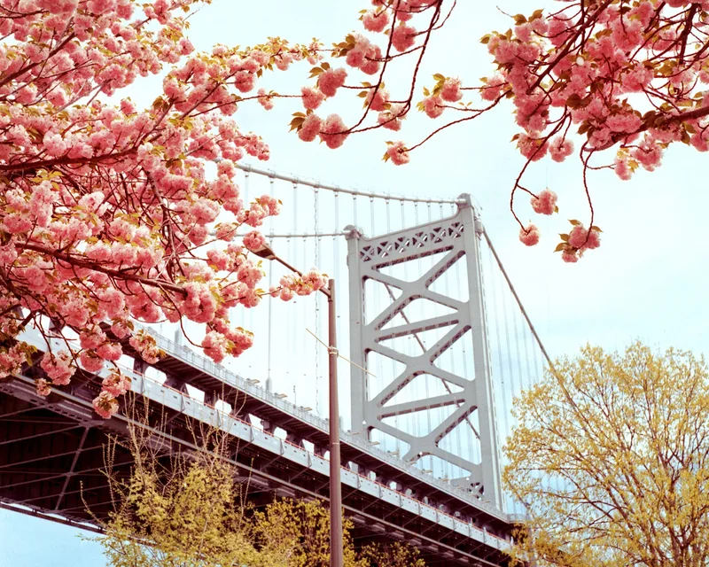 Bridge and Blossoms shot on Kodak Gold 200 with a Yashica Mat 124G, developed at Home / Self-Developed, by alexonkow