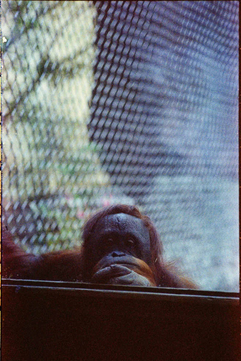 37 shot on Kodak Colorplus with a Nikon F100, developed at Abandoned Cameras, by EveryOnceInAWhile