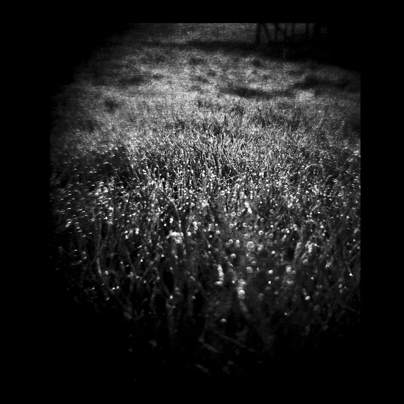 the grass is not green, but wet shot on Ilford Delta 100 with a Lomography Diana F+, by betterthanshavinglegs