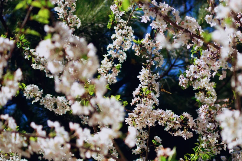 Butterfly In The Tree shot on Kodak Kodacolor 200 with a Minolta Maxxum 7000, developed at Dunwoody Photo, by DeeDeeTee