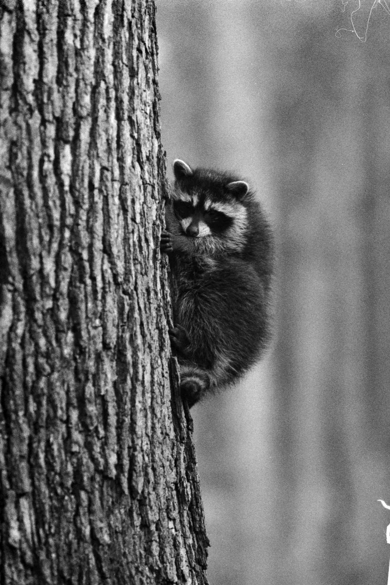 lil bandit shot on Kodak T-Max 400 with a Nikon F5, developed at Home / Self-Developed, by Victor