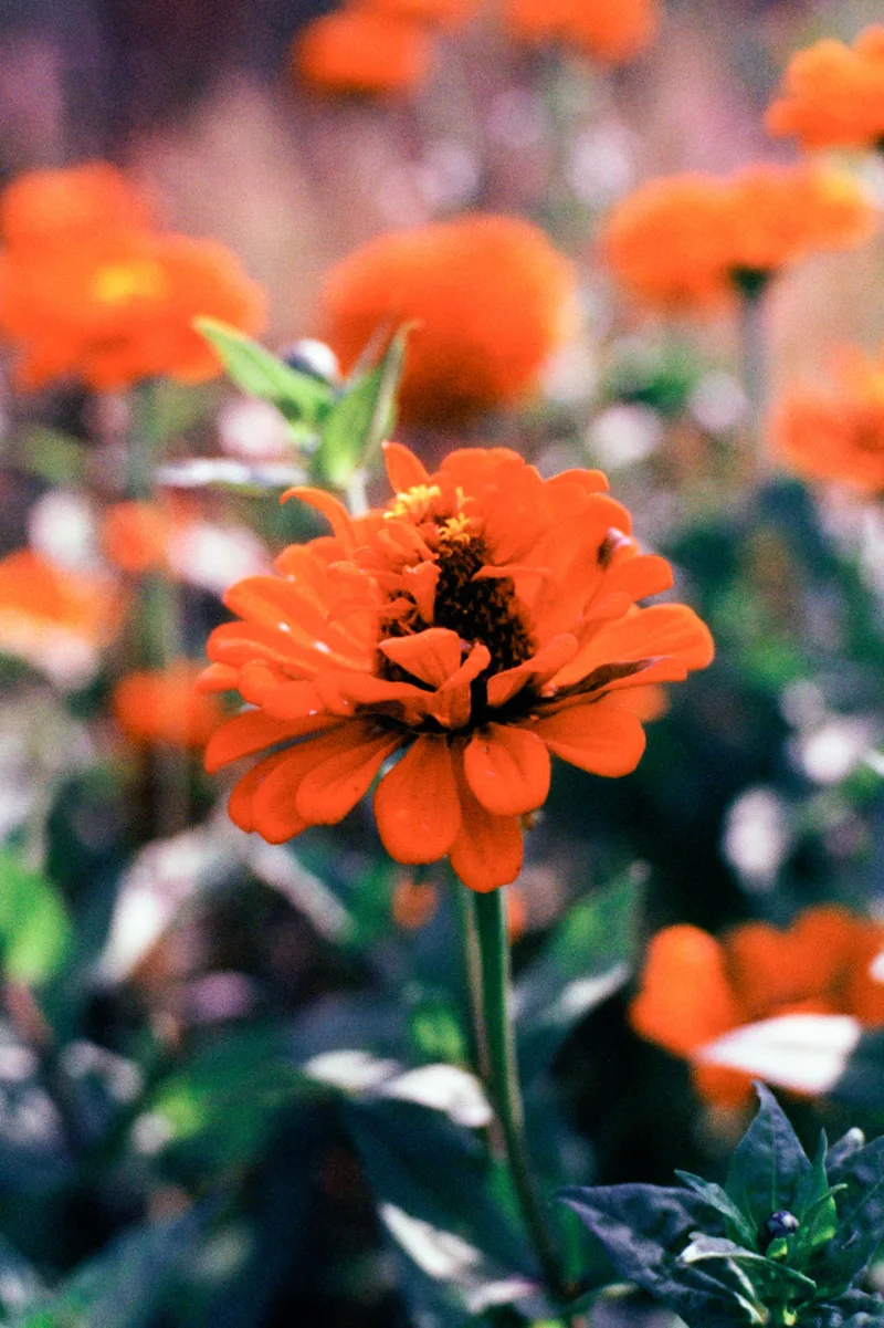Film photo shot on Harman Phoenix II with a Canon EOS T2, developed at Unique Photo, by david