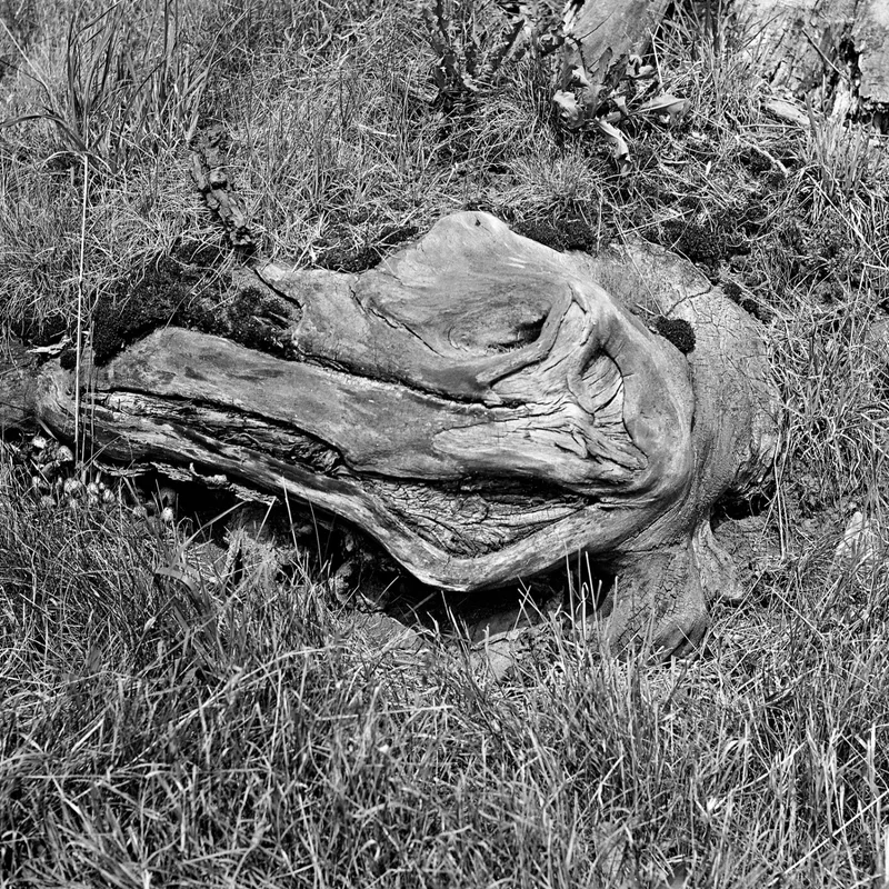 Root From Another Dimension shot on Ilford FP4 125 with a Ricoh Diacord TLR, developed at Home / Self-Developed, by lillepv