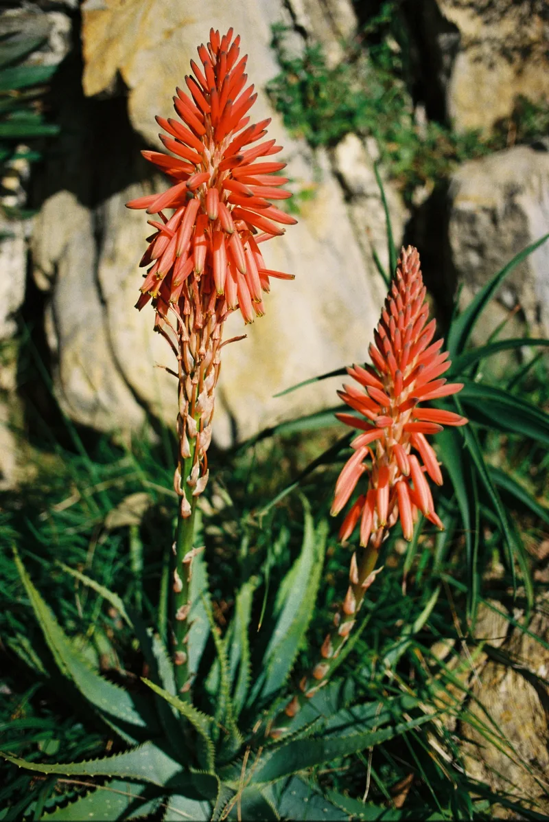 Film photo shot on Kodak UltraMax 400 with a Canon EOS 3, developed at Sviluppo Rullino, by Francesco Mocellin