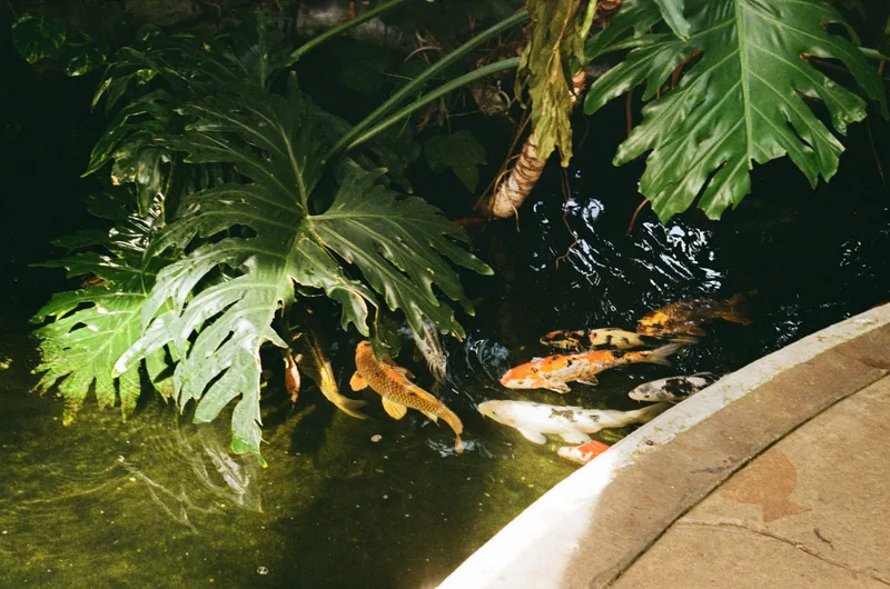 Koi shot on Kodak Proimage 100 with a Chinon CE-4, developed at Analogue Wonderland, by WiresinaBox