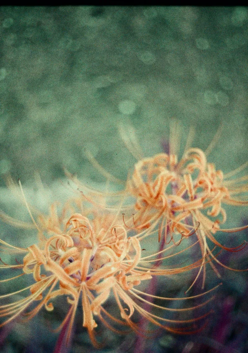 Film photo shot on Lomography LomoChrome Purple 100 with a Olympus Pen F, by Tabi Hituji