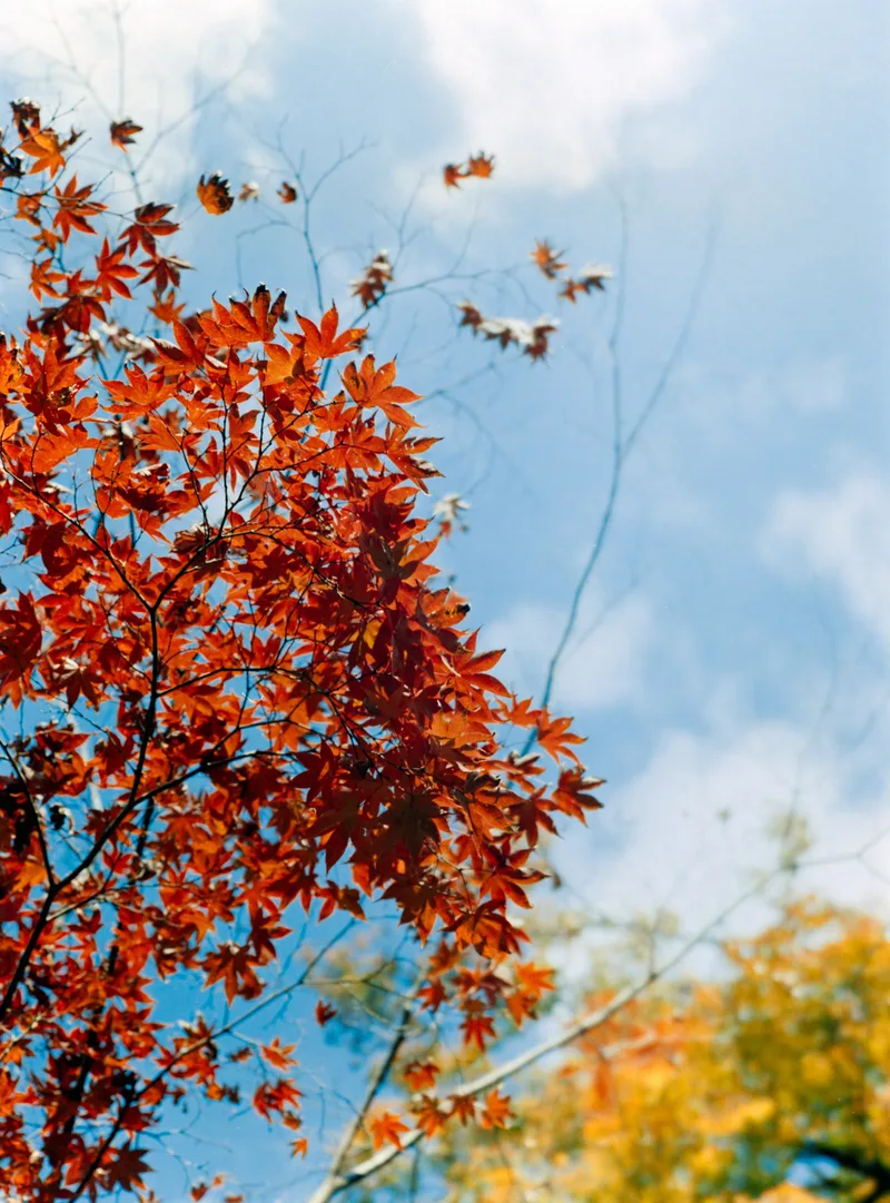 Under the Maples at Ginkaku-ji shot on Kodak Gold 200 with a Mamiya 645 1000S, developed at Showa, by Sander